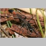 Ammophila sabulosa - Sandwespe 60-m05 17mm.jpg